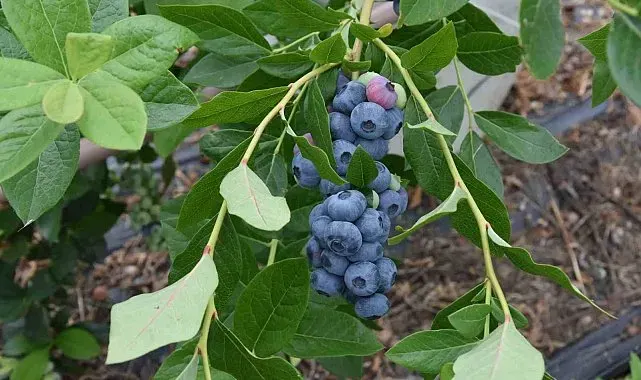 Ordu'da maviyemiş hasadı başladı