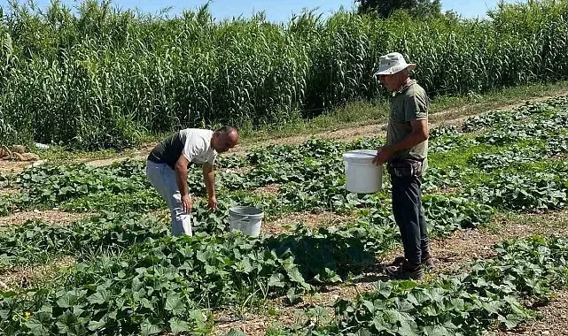 Didim'de salatalıklardan numuneler alındı