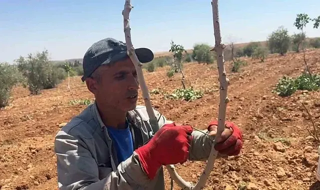 Şanlıurfa'da fıstık aşılama dönemi başladı