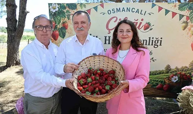 Osmancalı Çileği'nin ilk hasadı şenlikle yapıldı