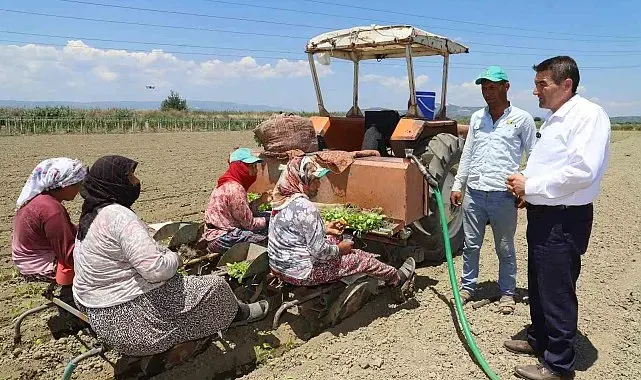 Saruhanlı'da tütün mesaisi başladı