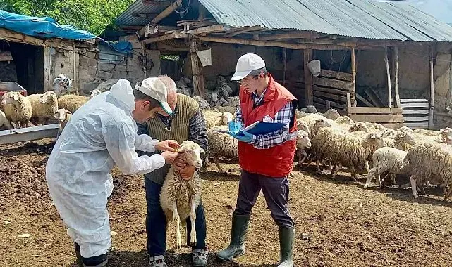 'Halk Elinde Küçükbaş Hayvan Islahı Projesi'nde doğan kuzular tespit edildi