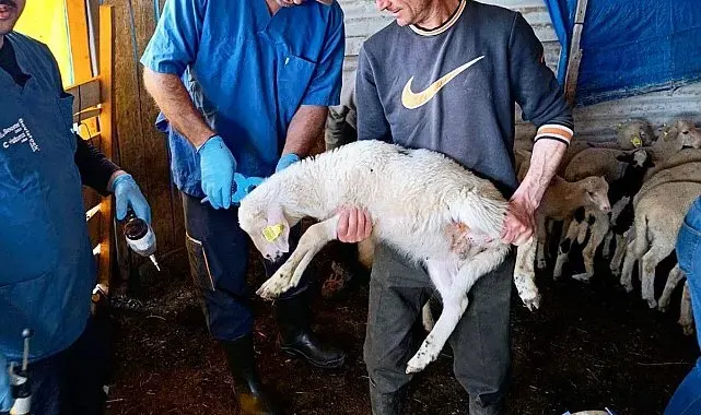 Hayvan sağlığının korunması amacıyla başlatılan çalışmalar sürüyor