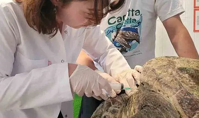 Yaralı caretta carettanın tedavisine başlandı
