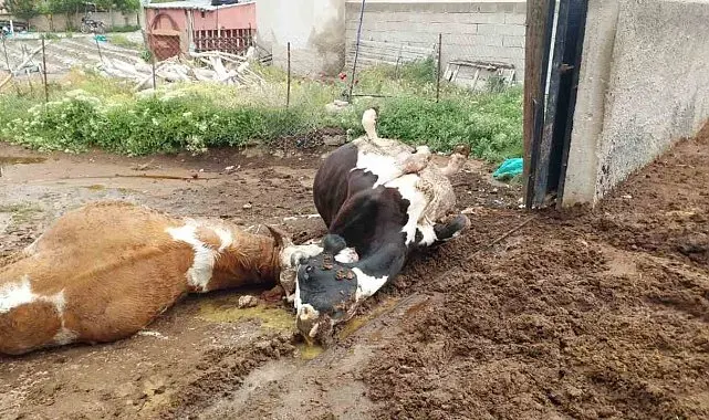 Niğde'de yıldırım düşmesi sonucu iki inek telef oldu