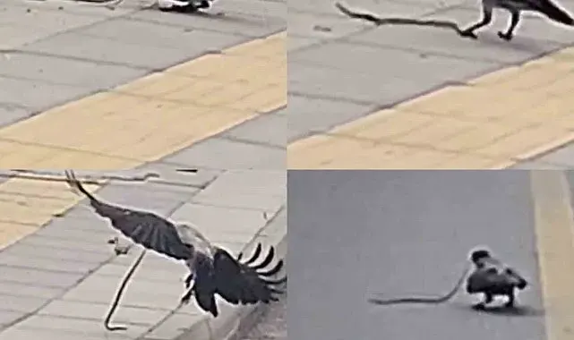 Karganın yılan avı kameraya yansıdı