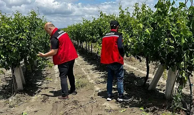 Manisa'da dolu ve selde üzüm bağları zarar gördü