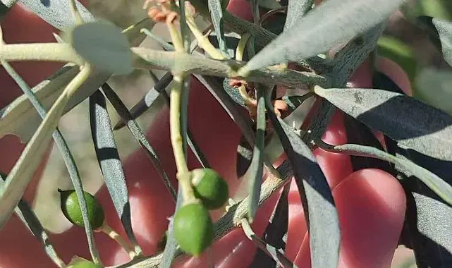 Didim'de zeytin üreticilerine "zeytin güvesi" uyarısı