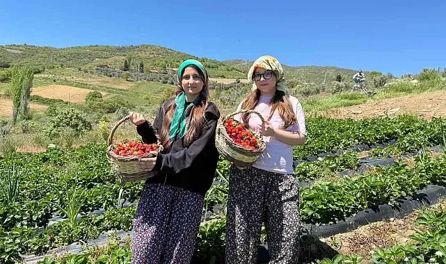 Salihli'de gönüllü gençler çilek hasadı yaptı