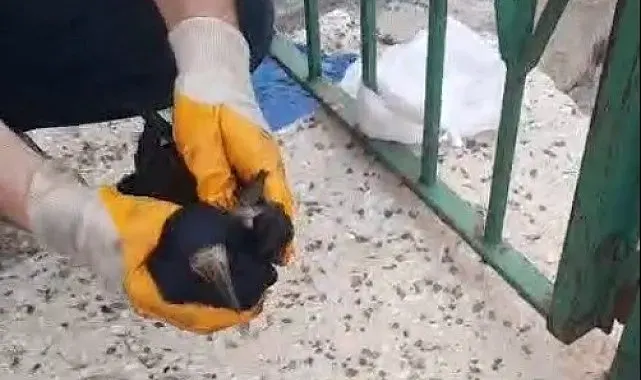 Bayburt'ta poşete dolanan kargayı baba ve oğlu kurtardı
