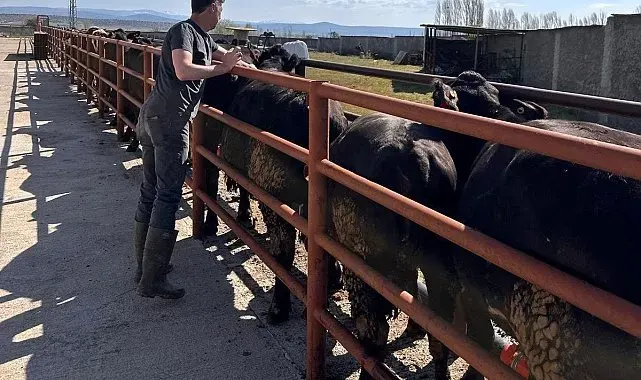 Çavdarhisar'da ithal damızlık sığırların sağlık kontrolleri yapıldı
