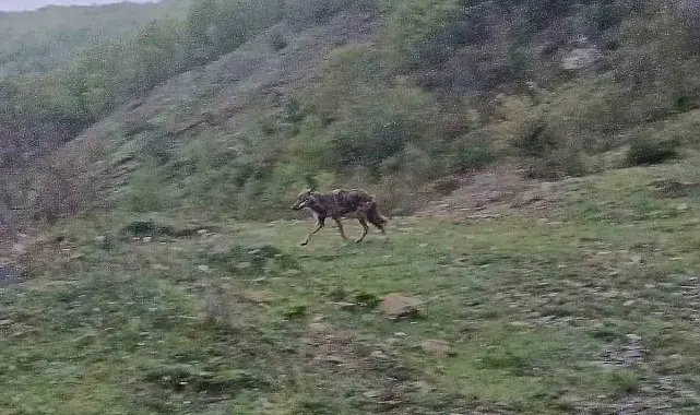 Aç kalan çakal yerleşim yerine indi