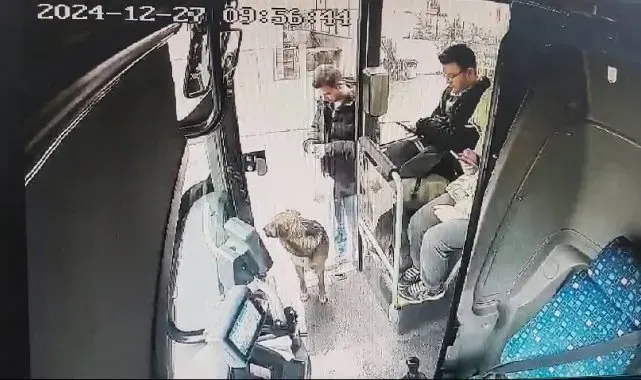 Yağmurdan kaçan köpek çareyi otobüse sığınmakta buldu