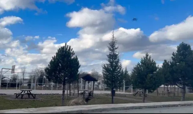 Başıboş köpekler havadaki drona saldırdı