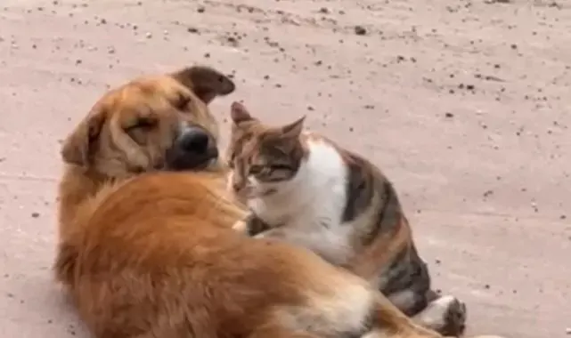 Kedi ile köpeğin sevimli dostluğu kameraya yansıdı