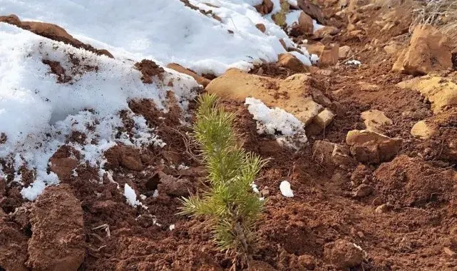 Saimbeyli'de 10 bin fidan dikimi yapıldı