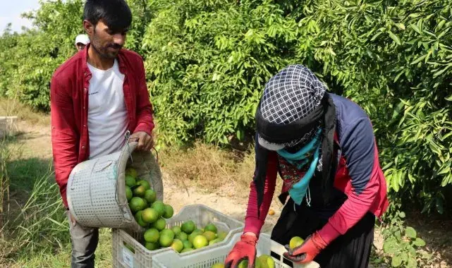 Suriyelilerin ülkelerine dönüşü tarım sektörünü sekteye uğratabilir