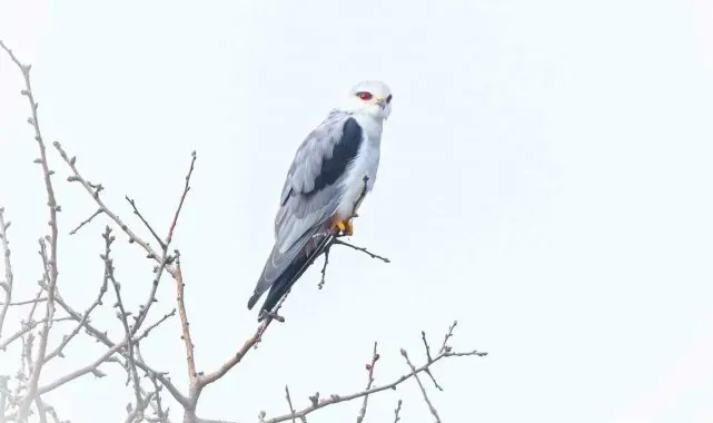 Bursa'nın yeni konuğu: Ak çaylak