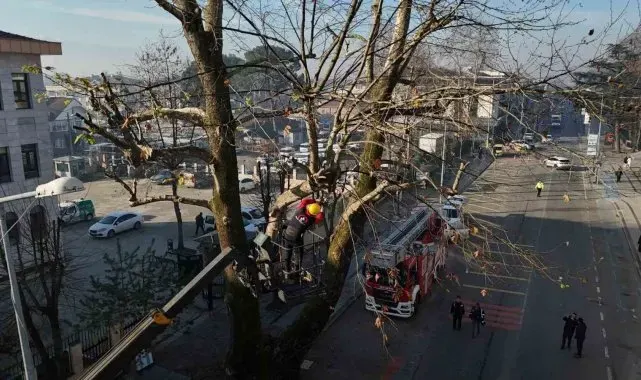 Ağaçların bakımları sürüyor