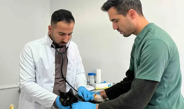 Tüfekle vurulan kedi tedavi altına alındı