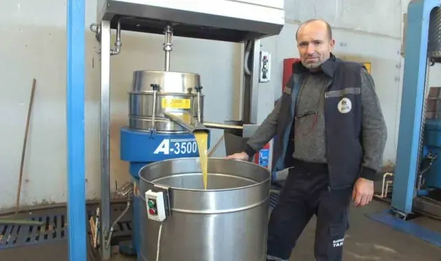 Burhaniye'de yağ rekoltesinde düşüş