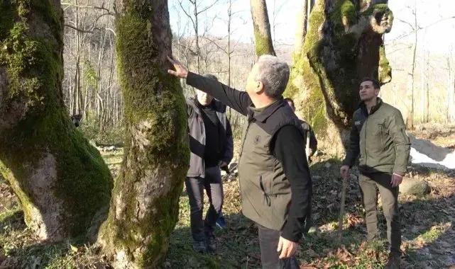 Yalova'da hastalık bulaşan çınar ağaçları kuruyor