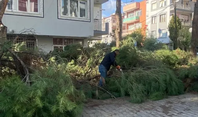 Budanan ağaçlar ihtiyaç sahiplerine yakacak oluyor