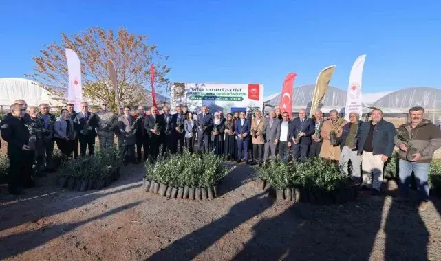 Mardin'de çiftçilere 19 bin 480 zeytin fidanı dağıtıldı