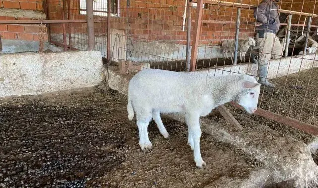 Çanakkale'de Kuzu 5 Ayaklı Doğdu