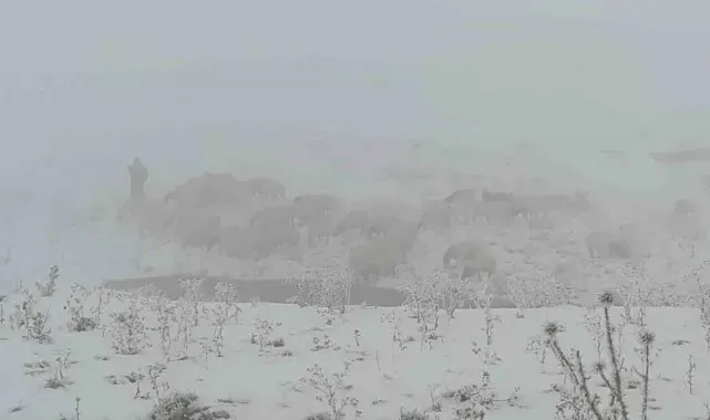 Van'da koyunlarını kar üzerinde otlatarak yemden tasarruf sağlıyorlar
