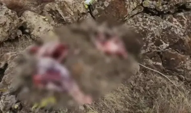 Tunceli'de koruma altındaki 2 yaban keçisini avlayanlara 1 milyon 300 bin lira para cezası