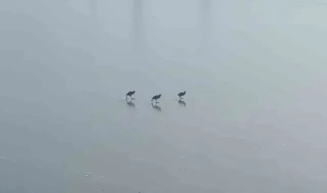 Van'da dereler dondu, ağaçlar kırağı tuttu