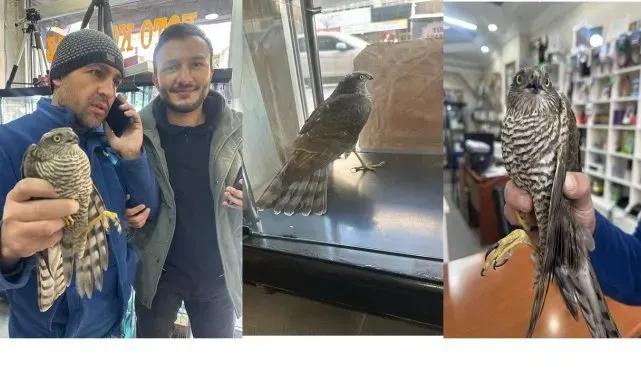 Soğuktan etkilenen atmaca bir iş yerine sığındı