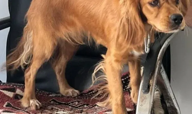 Çalınan Badem isimli köpek her yerde aranıyor