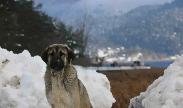 Abant Gölü'nde masalsı kış güzelliği