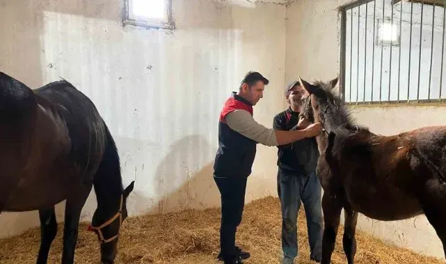 Kırklareli'nde safkan atlar aşılandı