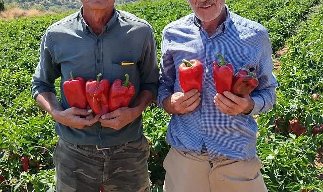 Salihli'de kapya biberde hasat zamanı