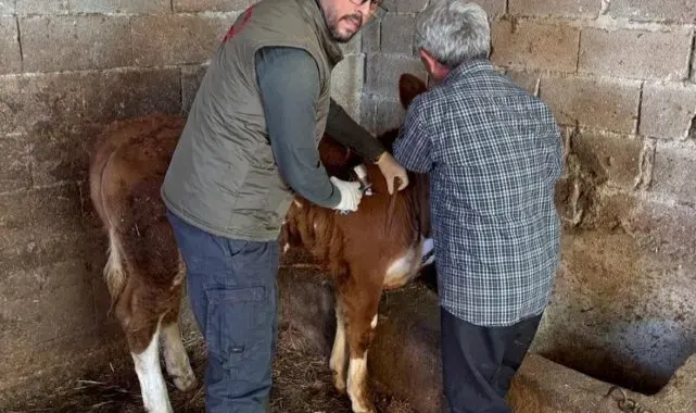 Gazipaşa'da hayvan sağlığı için aşılama seferberliği