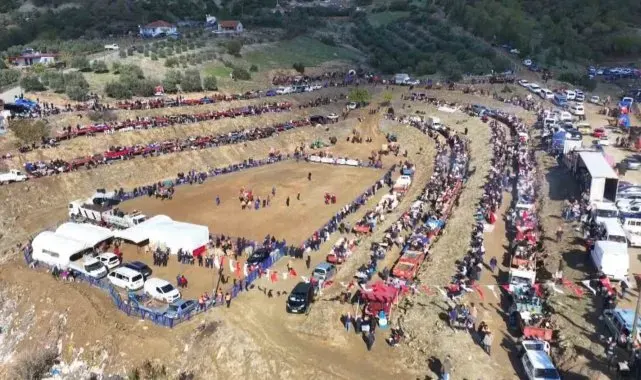Kuyucak'ta pehlivan develer şampiyonluk için güreşti