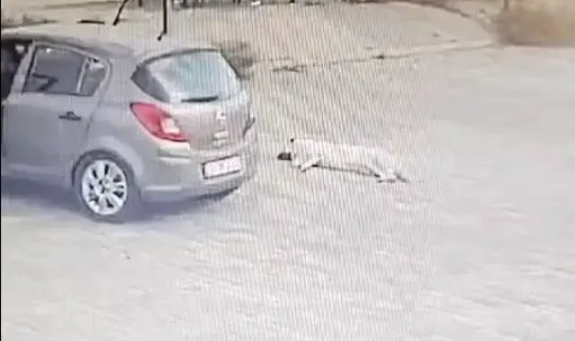 Köpeği çiğneyen sürücü serbest kaldı