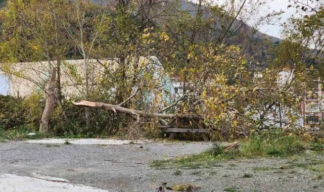Yalova'da lodos: Ağaçlar ve telefon direkleri devrildi