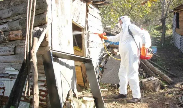 Giresun Belediyesi'nden kahverengi kokarcayla mücadele