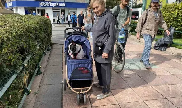 17 Kilo ağırlığına ulaşan köpeğini gezdirme adeta bir bebek gibi dolaştırıyor