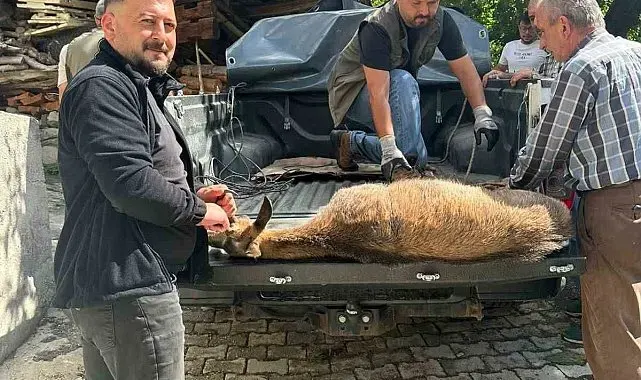 Halsiz düşen yaban keçisi köye sığındı