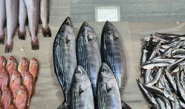 Sezonun ilk palamutları tezgaha geldi: Balıkçıların yüzü güldü