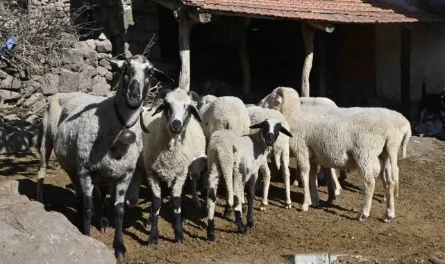 Manisa'da 'Mavi Dil' hastalığıyla mücadelede ediliyor