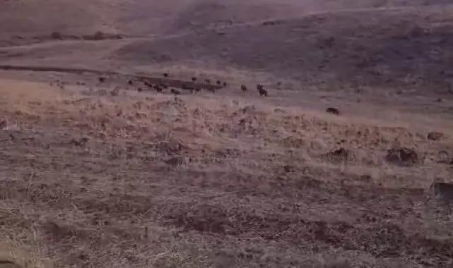 Karakoçan'da domuz sürüsü araziye daldı