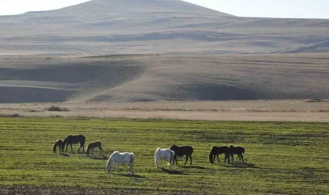 Kars'ta yılkı atları görüntülendi