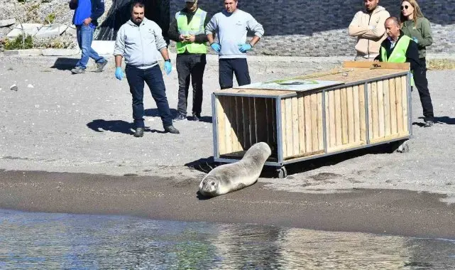 Tedavisi tamamlanan Akdeniz foku mavi sularla buluştu