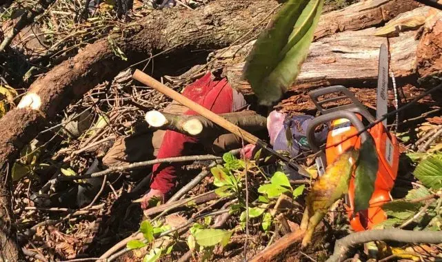 Artvin'de kestiği ağaç üzerine devrilen adam hayatını kaybetti